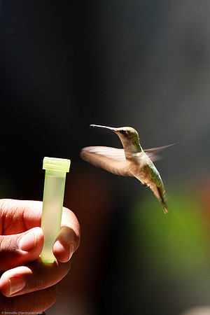 Ruby-throated hummingbird (Female)