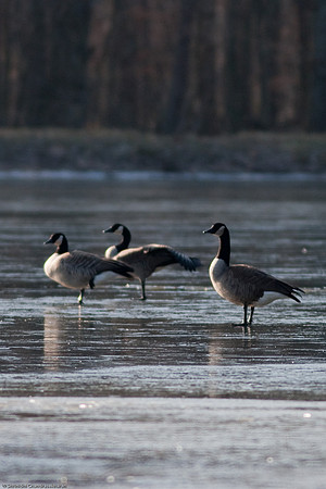 Canadian Geese