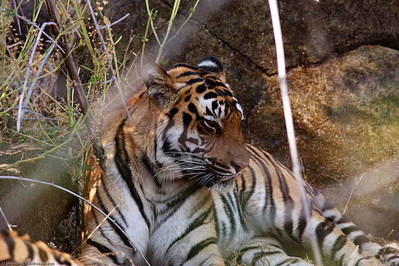 Royal Bengal Tiger