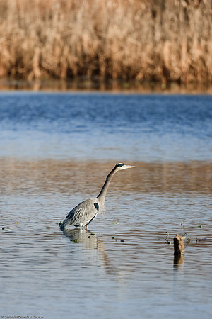 Great Blue Heron