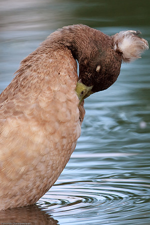 Mallard