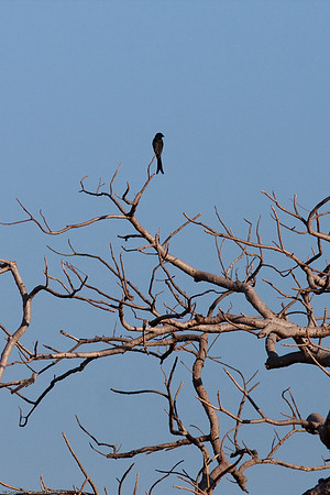 Greater Racket-tailed Drongo