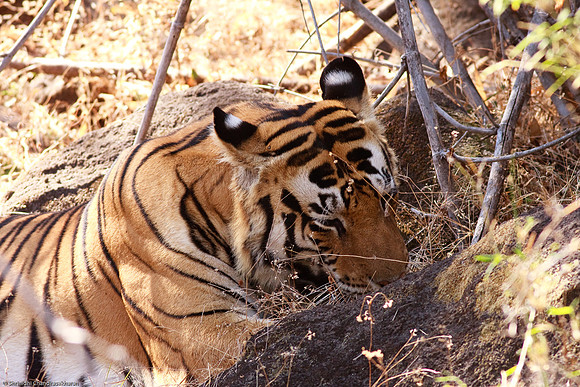 Royal Bengal Tiger