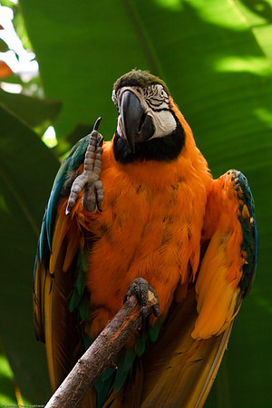 Blue and Gold Macaw