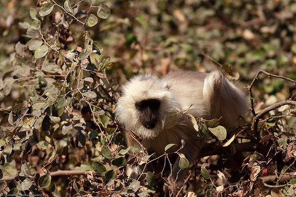 Gray Langur