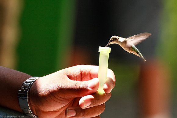 Ruby-throated hummingbird (Female)