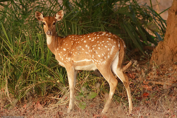 Axis Deer [Chital or Spotted Deer]