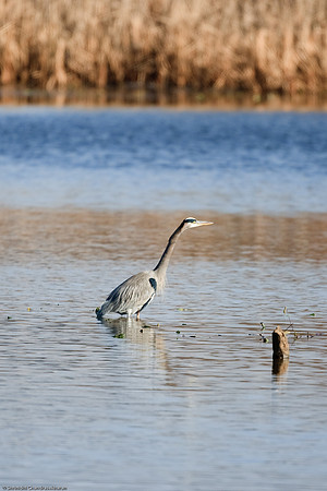 Great Blue Heron