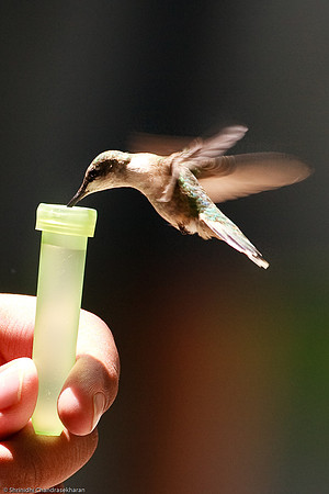 Ruby-throated hummingbird (Female)