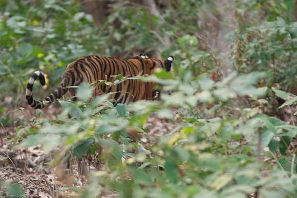 Royal Bengal Tiger