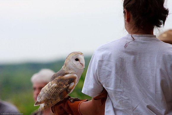 Common Barn Owl