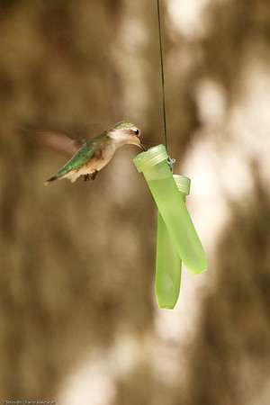 Ruby-throated hummingbird (Female)