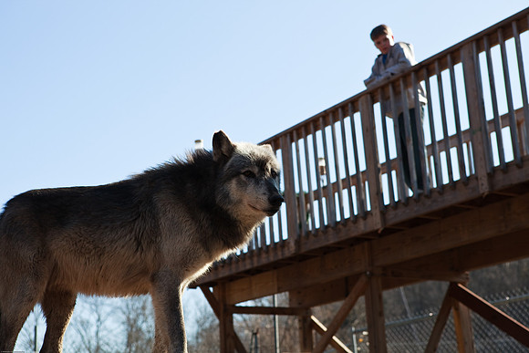 John with the wolves