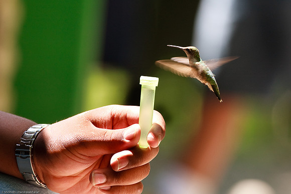 Ruby-throated hummingbird (Female)