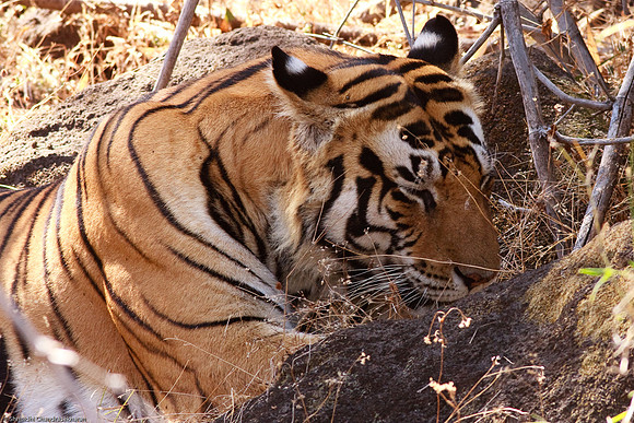 Royal Bengal Tiger