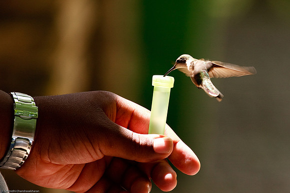 Ruby-throated hummingbird (Female)