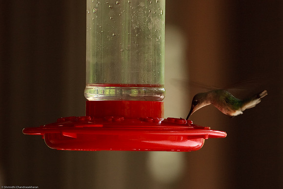 Ruby-throated hummingbird (Female)