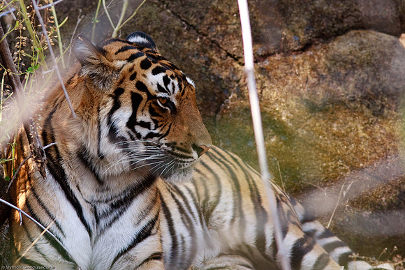 Royal Bengal Tiger
