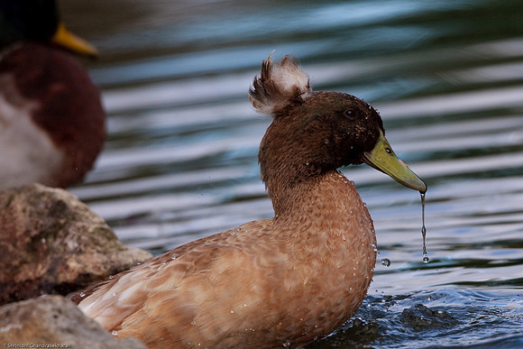 Mallard
