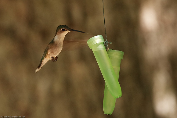 Ruby-throated hummingbird (Female)