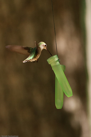 Ruby-throated hummingbird (Female)