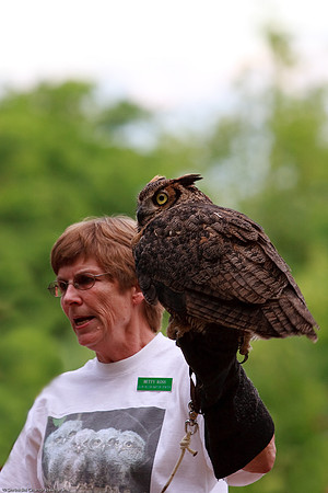 Great Horned Owl