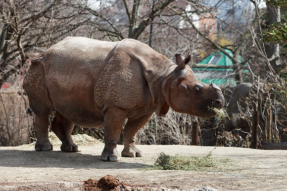 Indian Rhinoceros