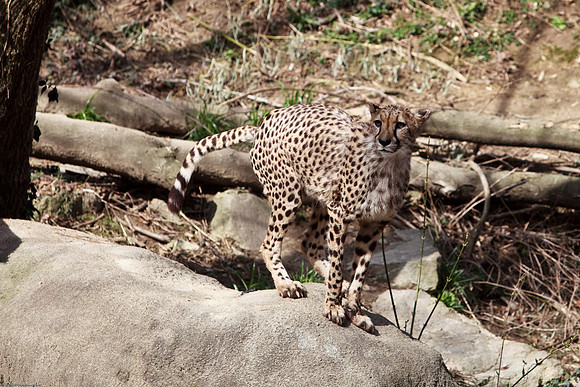 Cheetah