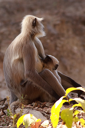 Gray Langur - Mother & Infant