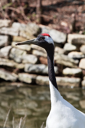 Whooping Crane