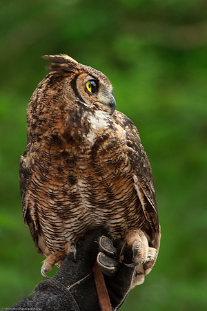 Great Horned Owl