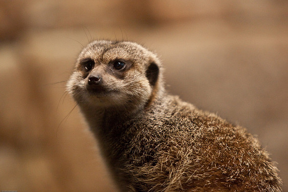 Meerkat
