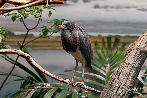Tricolored Heron