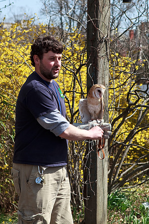 Barn Owl
