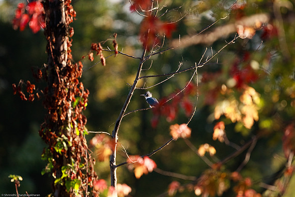 Belted Kingfisher