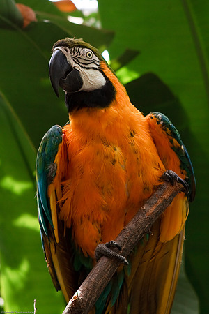 Blue and Gold Macaw