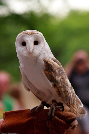 Common Barn Owl