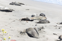 04-2026 Elephant Seal Rookery, San Simeon, California, USA