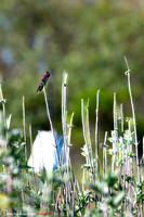 03-2026 Ventura Settling Ponds, Ventura, California, USA