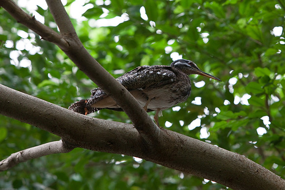 Guam Rail
