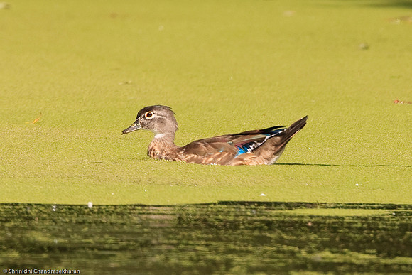 Wood Duck [Female]