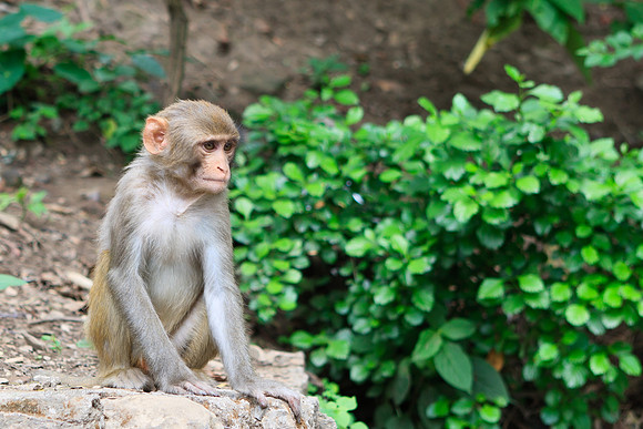 Monkeys @ Swayumbhunath Stupa