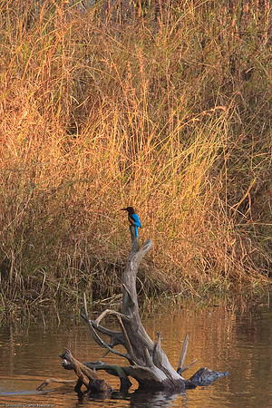 White Throated Kingfisher Scouting
