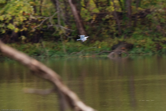 Belted Kingfisher