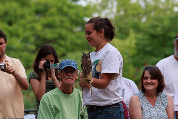 Eastern Screech Owl