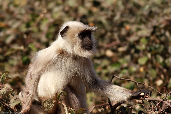 Gray Langur