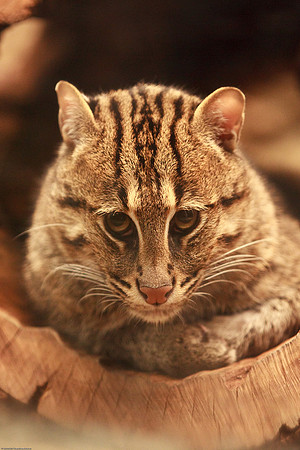 Fishing Cat