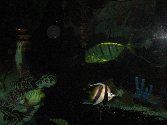 Ceaser's Palace