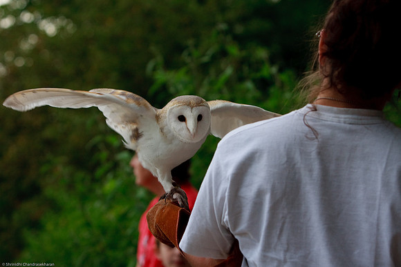 Common Barn Owl