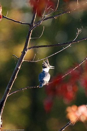 Belted Kingfisher